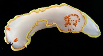 Media type: image;   Malacology 381343